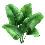 Banaba Leaf Extract & Corosolic Acid